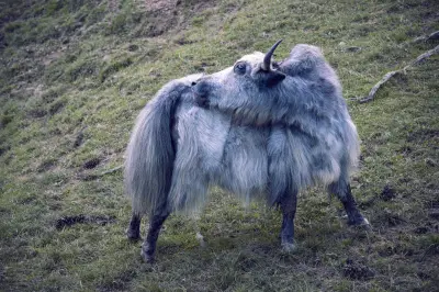 Understanding What Is a Yak Animal: A 2026 Guide