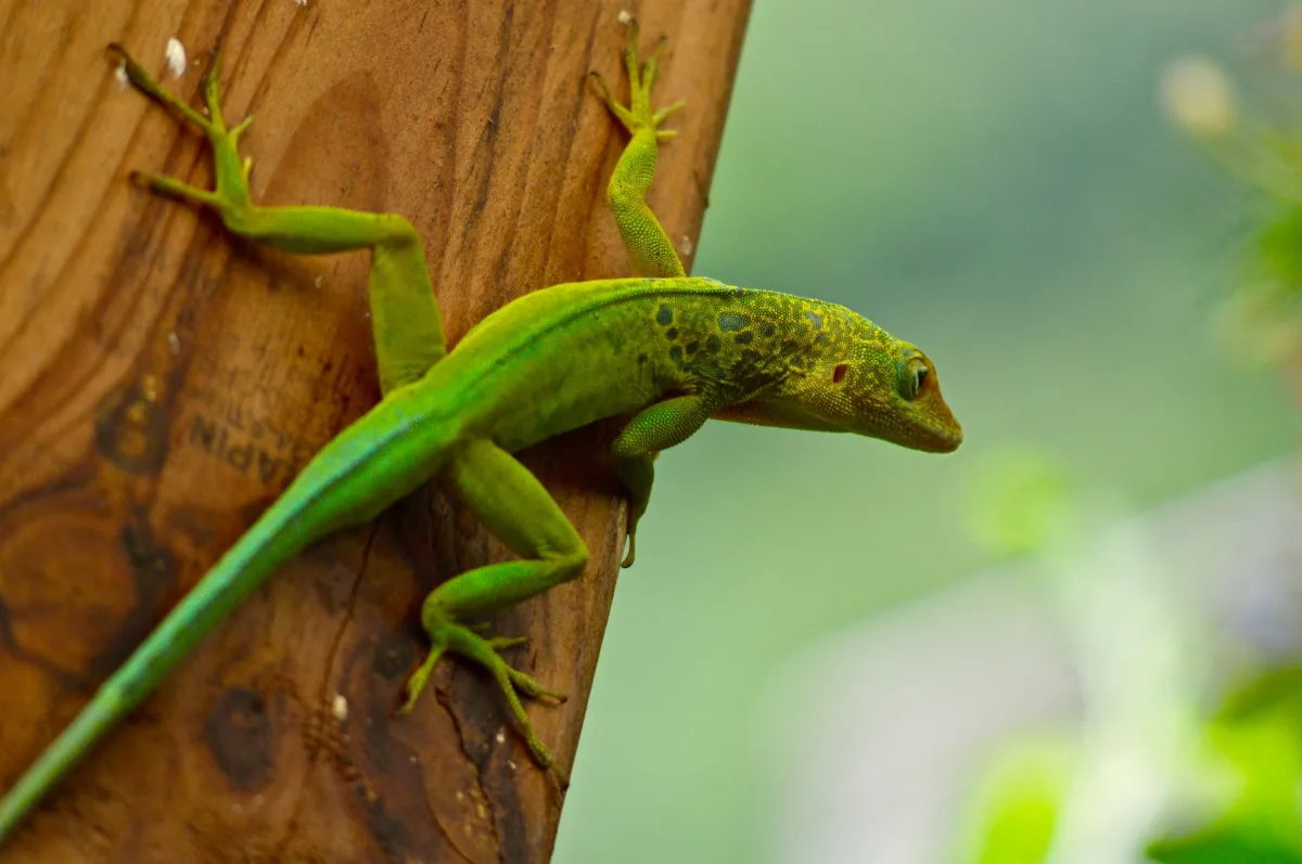 Geico vs Progressive: Which Is Better in 2026?